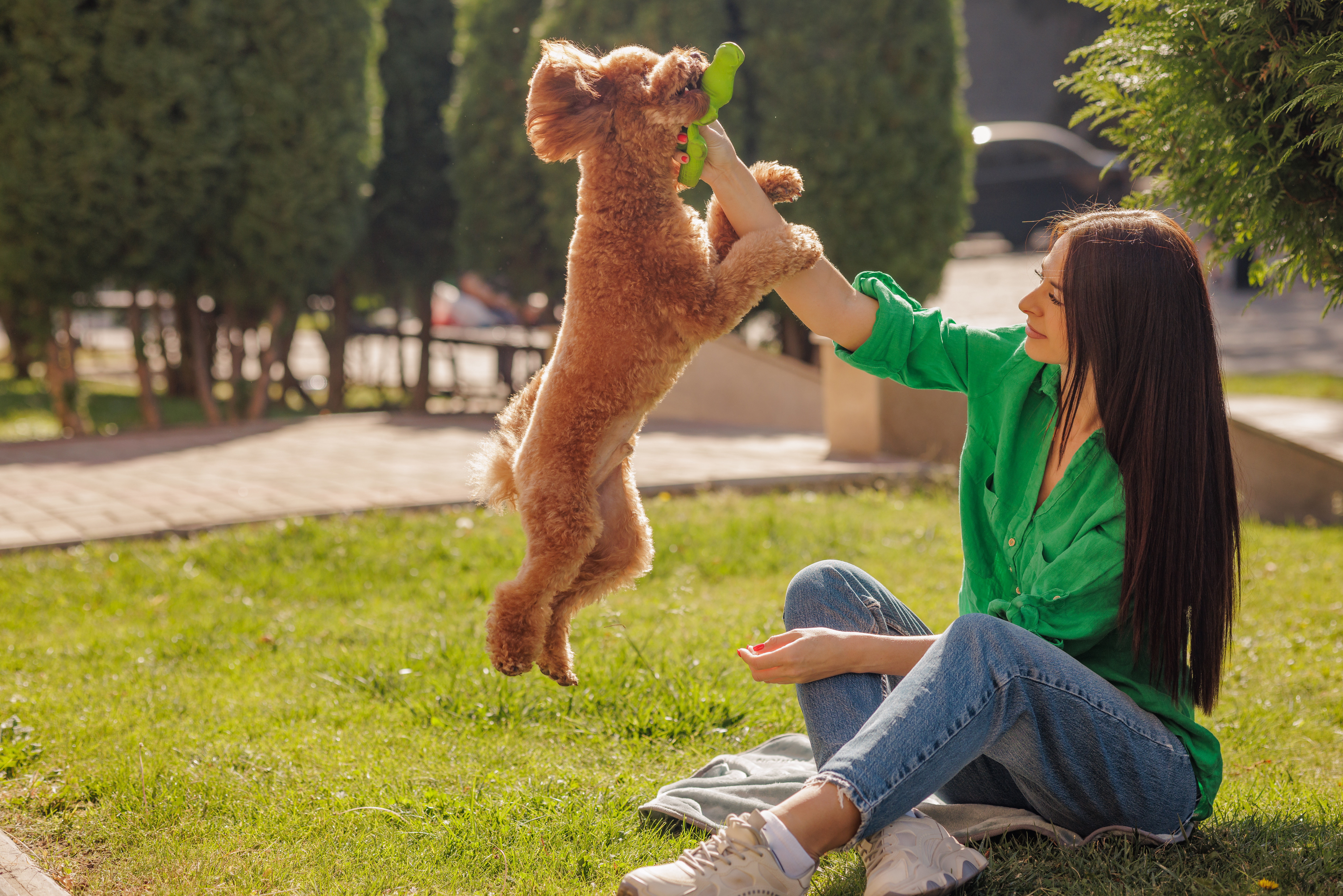 A dog at play — the pets who are family